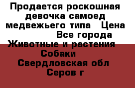 Продается роскошная девочка самоед медвежьего типа › Цена ­ 35 000 - Все города Животные и растения » Собаки   . Свердловская обл.,Серов г.